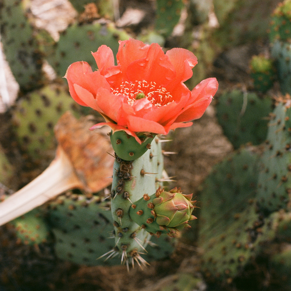 Baja Cactus blossom (BBW Type)